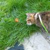 Media de profil
