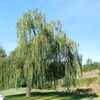Media de profil